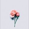 blackrose27109